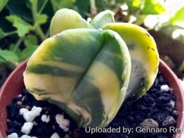 Astrophytum myriostigma var. nudum f. variegatum