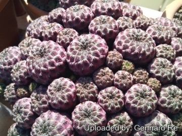 Sulcorebutia rauschii