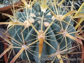 Ferocactus latispinus var. flavispinus