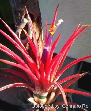 Tillandsia ionantha cv. Fuego