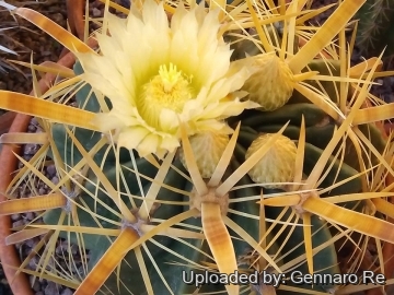 Ferocactus latispinus var. flavispinus