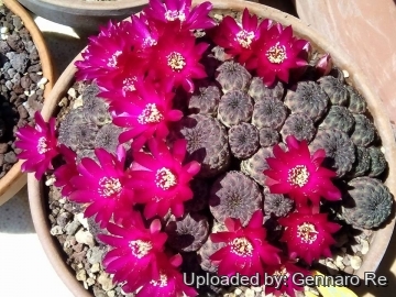 Sulcorebutia rauschii