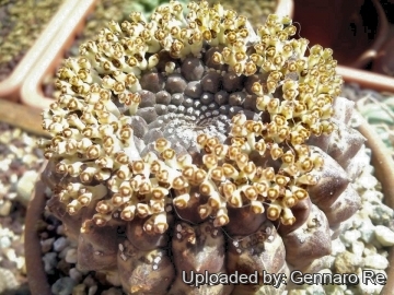 Euphorbia gymnocalycioides