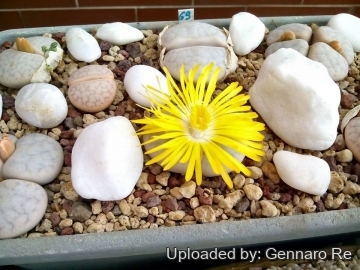Lithops pseudotruncatella subs. volkii C069 TL: 45 km S of Windhoek, Namibia