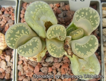Lithops otzeniana