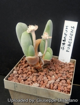 Gibbaeum pubescens