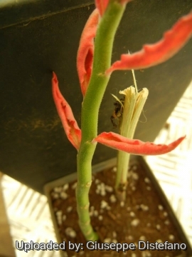 Euphorbia pteroneura