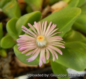 Gibbaeum gibbosum