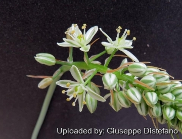 Albuca bracteata