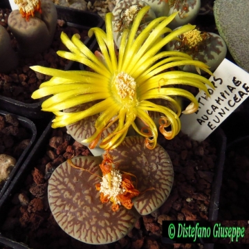 Lithops aucampiae subs. euniceae