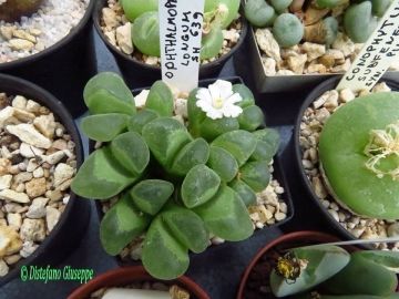 Conophytum longum