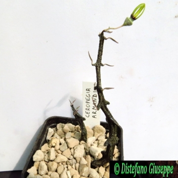 Ceropegia armandii