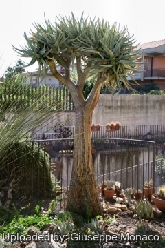 Aloe dichotoma