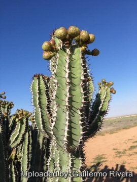 Euphorbia virosa