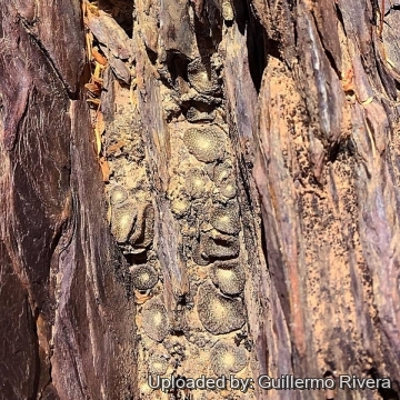 Blossfeldia liliputana