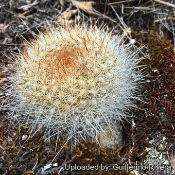 Rebutia fiebrigii