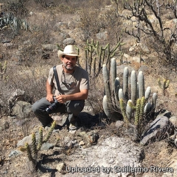 Espostoa melanostele subs. nana