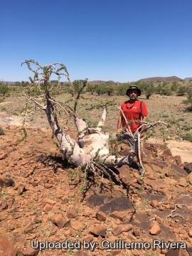 Pachypodium lealii