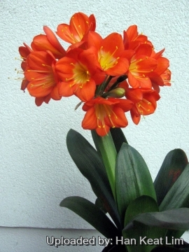 Clivia miniata