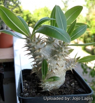 Pachypodium horombense