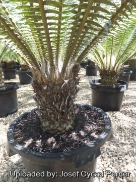 Dioon spinulosum