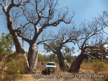Adansonia gregorii