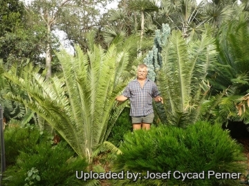 Encephalartos septentrionalis cv. Sudan Silver