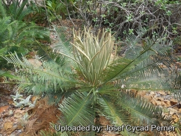Cycas maconochiei subs. viridis