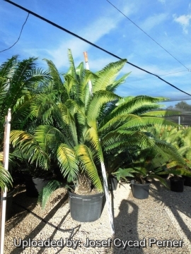 Dioon spinulosum