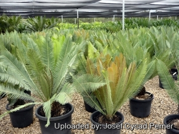 Dioon edule
