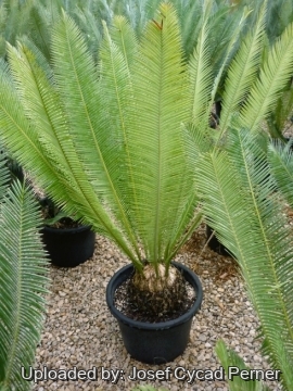 Dioon edule