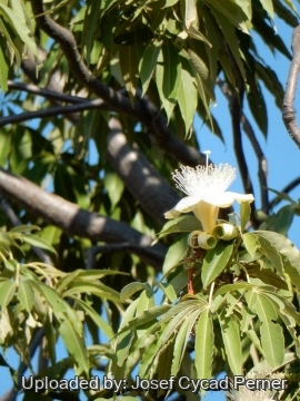 Adansonia gregorii