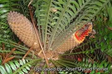 Encephalartos altensteinii