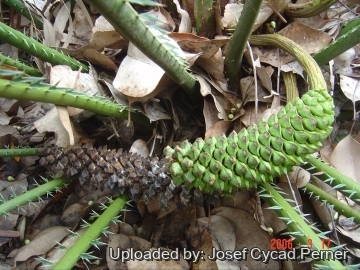 Encephalartos whitelockii