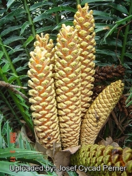 Encephalartos hildebrandtii