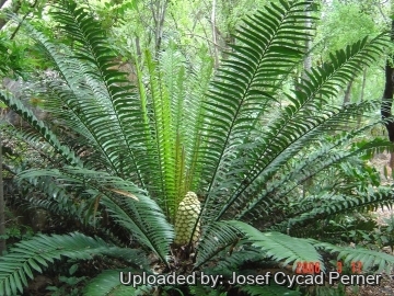 Encephalartos hildebrandtii