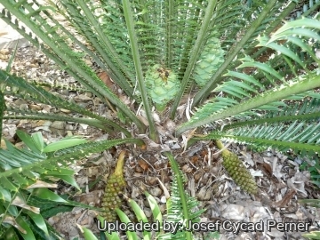 Encephalartos whitelockii