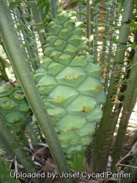 Encephalartos whitelockii