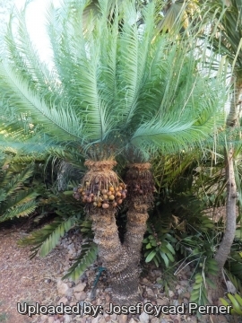 Cycas lane-poolei