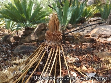 Cycas conferta