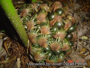 Cycas simplicipinna