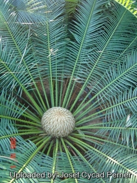 Cycas sphaerica