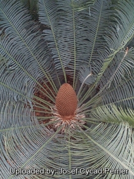 Cycas maconochiei