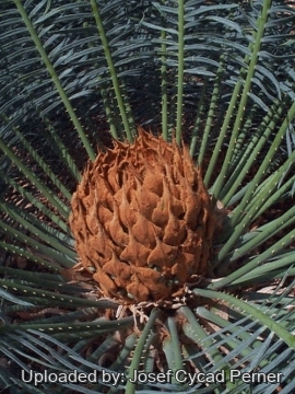Cycas maconochiei