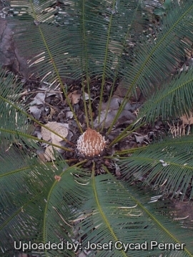 Cycas maconochiei