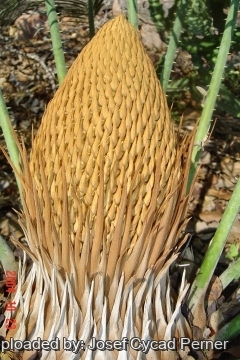 Cycas media