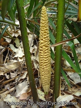 Cycas micholitzii