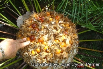 Cycas pectinata