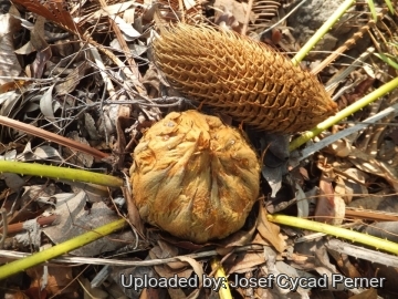 Cycas siamensis