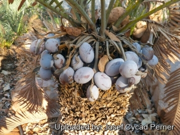 Cycas furfuracea